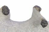 Three Nicely Presented Gerastos Trilobite Fossils - Morocco #383226-2